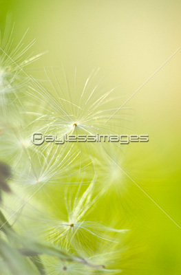 シロツメクサの咲く野原とたんぽぽ - 商用利用可能な写真素材