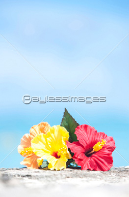 ハイビスカスと常夏の海 商用利用可能な写真素材 イラスト素材ならストックフォトの定額制ペイレスイメージズ