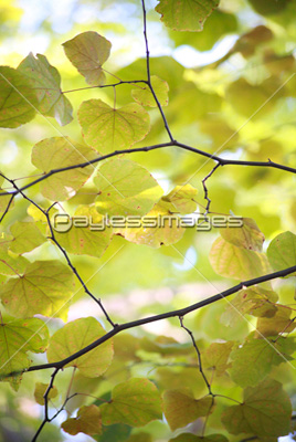 フォレストパンジー ストックフォトの定額制ペイレスイメージズ