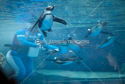 泳ぐケープペンギン 商用利用可能な写真素材 イラスト素材ならストックフォトの定額制ペイレスイメージズ