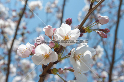 蕾と開花した花が半々の桜ｱｯﾌﾟ ストックフォトの定額制ペイレスイメージズ