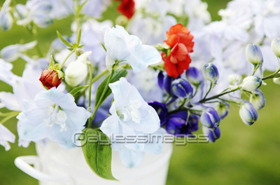 デルフィニウムの写真 イラスト素材 写真素材 商用利用可能な写真素材 イラスト素材ならストックフォトの定額制ペイレスイメージズ