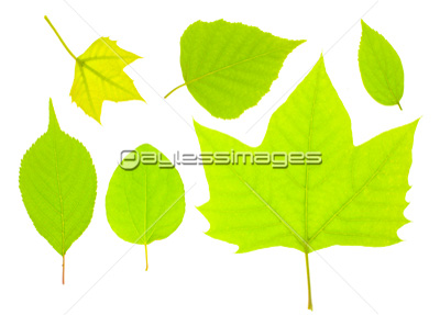 新緑の木の葉 商用利用可能な写真素材 イラスト素材ならストックフォトの定額制ペイレスイメージズ