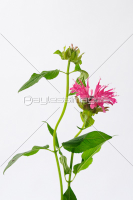 ベルガモットのフラワーアレンジ 商用利用可能な写真素材 イラスト素材ならストックフォトの定額制ペイレスイメージズ