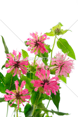 ベルガモットのフラワーアレンジ 商用利用可能な写真素材 イラスト素材ならストックフォトの定額制ペイレスイメージズ