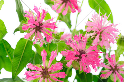 ベルガモットのフラワーアレンジ 商用利用可能な写真素材 イラスト素材ならストックフォトの定額制ペイレスイメージズ