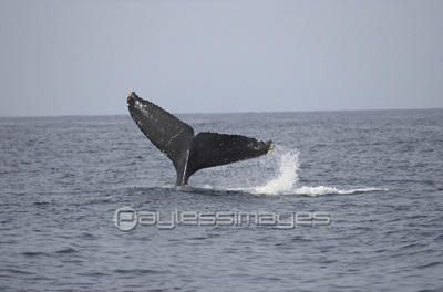 シロナガスクジラのしっぽ 商用利用可能な写真素材 イラスト素材ならストックフォトの定額制ペイレスイメージズ