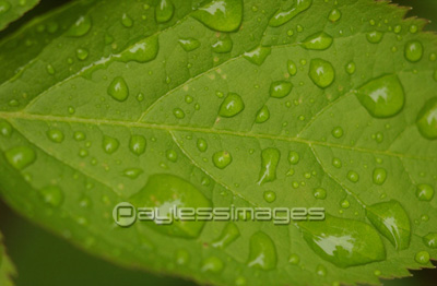 葉の表面に浮かぶ水滴