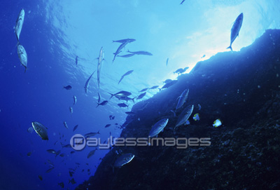 回遊魚の群れ 商用利用可能な写真素材 イラスト素材ならストックフォトの定額制ペイレスイメージズ