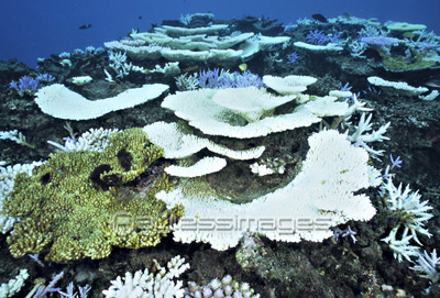 白化した珊瑚 商用利用可能な写真素材 イラスト素材ならストックフォトの定額制ペイレスイメージズ