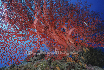 赤いサンゴ ストックフォトの定額制ペイレスイメージズ