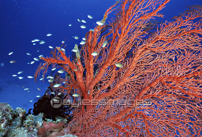 赤いサンゴ ストックフォトの定額制ペイレスイメージズ