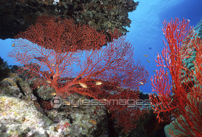 赤いサンゴ ストックフォトの定額制ペイレスイメージズ