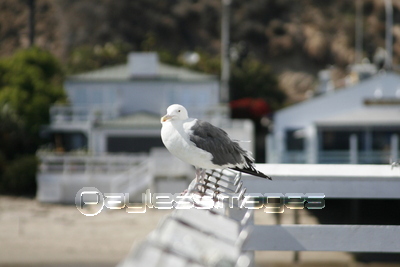 �����ˤȤޤ륫���