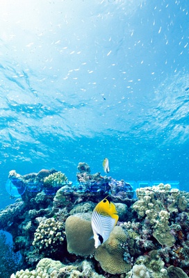 サンゴと熱帯魚 - 商用利用可能な写真素材・イラスト素材ならストック