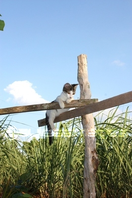 サトウキビ畑と青い空 商用利用可能な写真素材 イラスト素材ならストックフォトの定額制ペイレスイメージズ