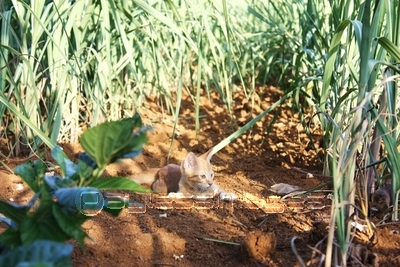 サトウキビ畑の赤土と赤猫 商用利用可能な写真素材 イラスト素材ならストックフォトの定額制ペイレスイメージズ