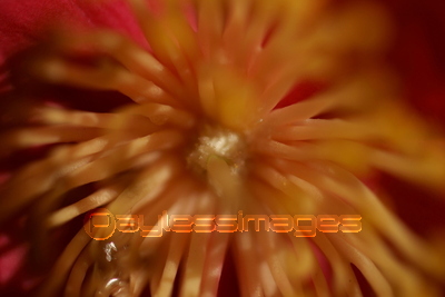 ����֤Υ��å�