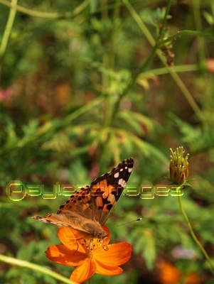 �ҥᥢ�����ƥ�