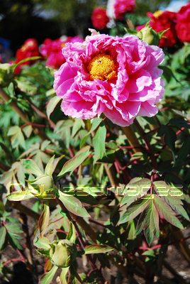 �����β�