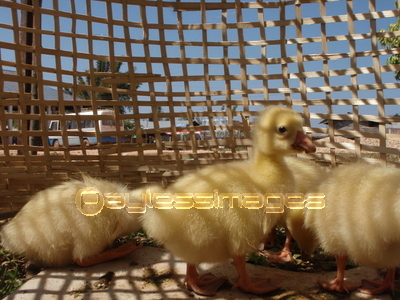 Ļ��������Υҥ襳