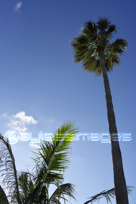 �Ķ��ȥ䥷����