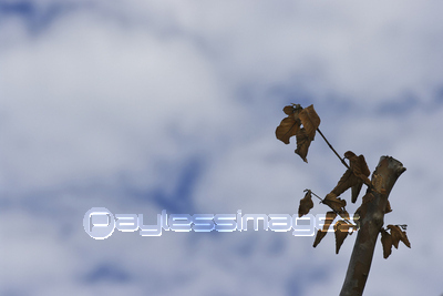 �ޤ���ȸ���