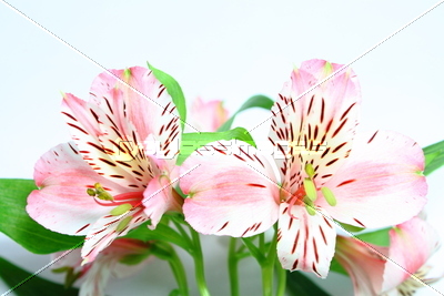 アルストロメリア 商用利用可能な写真素材 イラスト素材ならストックフォトの定額制ペイレスイメージズ