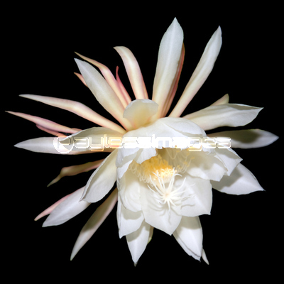 月下美人 商用利用可能な写真素材 イラスト素材ならストックフォトの定額制ペイレスイメージズ