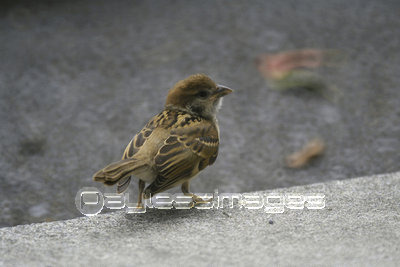 �ҥ�����