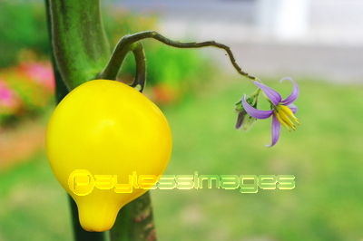 �ե��å����ե�����