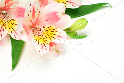 アルストロメリア 商用利用可能な写真素材 イラスト素材ならストックフォトの定額制ペイレスイメージズ