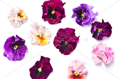パンジー ムーランルージュ種 ストックフォトの定額制ペイレスイメージズ