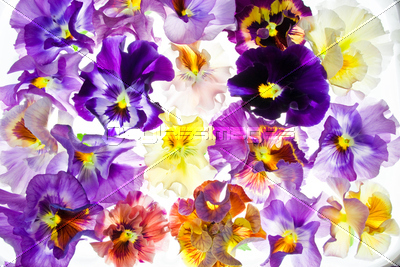 �ѥ󥸡����ࡼ���롼�����