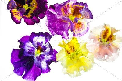 �ѥ󥸡����ࡼ���롼�����