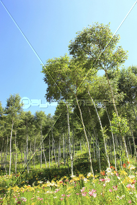 富士見高原ゆりの里 ストックフォトの定額制ペイレスイメージズ