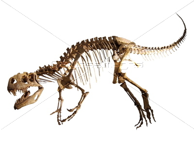 新鮮な恐竜 化石 イラスト 動物ゾーン 新鮮な恐竜 化石 イラスト 動物ゾーン