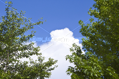 緑と入道雲 無料写真素材 フリー素材