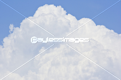 �礭����ƻ��