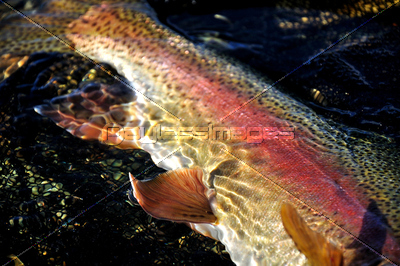 ニュージーランド トラウト