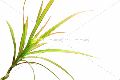 �ɥ饻�ʥ��󥷥��