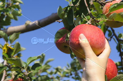 りんご狩り 商用利用可能な写真素材 イラスト素材ならストックフォトの定額制ペイレスイメージズ