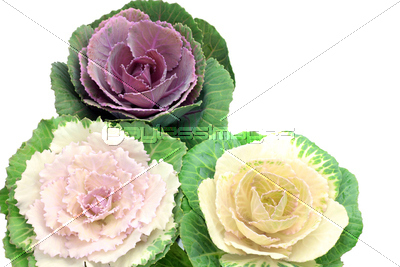 葉牡丹 商用利用可能な写真素材 イラスト素材ならストックフォトの定額制ペイレスイメージズ