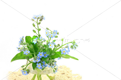 ダウンロード可能 忘れな草 イラスト 無料の印刷可能なイラスト素材