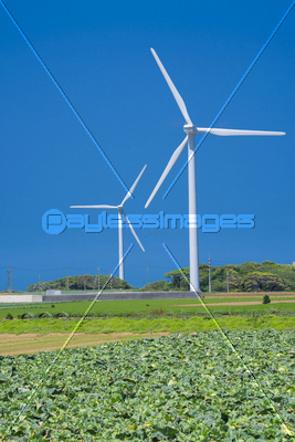 キャベツ畑と風力発電機
