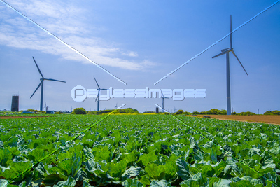 キャベツ畑と風力発電機