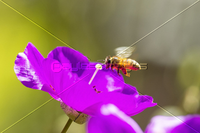 ミツバチとピンクの花