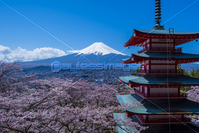 浅間神社の桜
