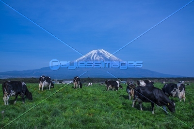 牛と富士山