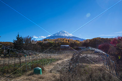 秋の農園と富士山